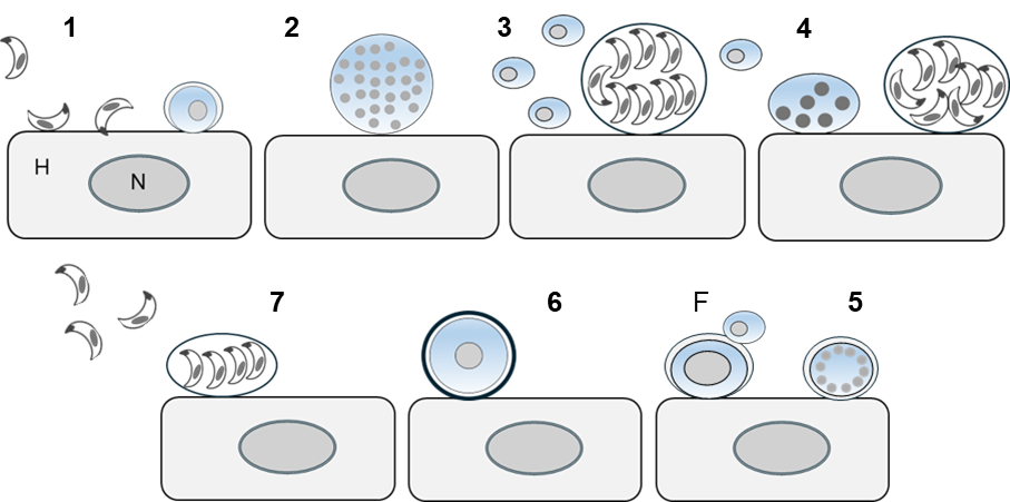 Illustration: Performance Techniques and Training Strategies